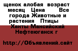 щенок алобая .возраст 1 месяц › Цена ­ 7 - Все города Животные и растения » Птицы   . Ханты-Мансийский,Нефтеюганск г.